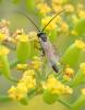 Campopleginae inconnu